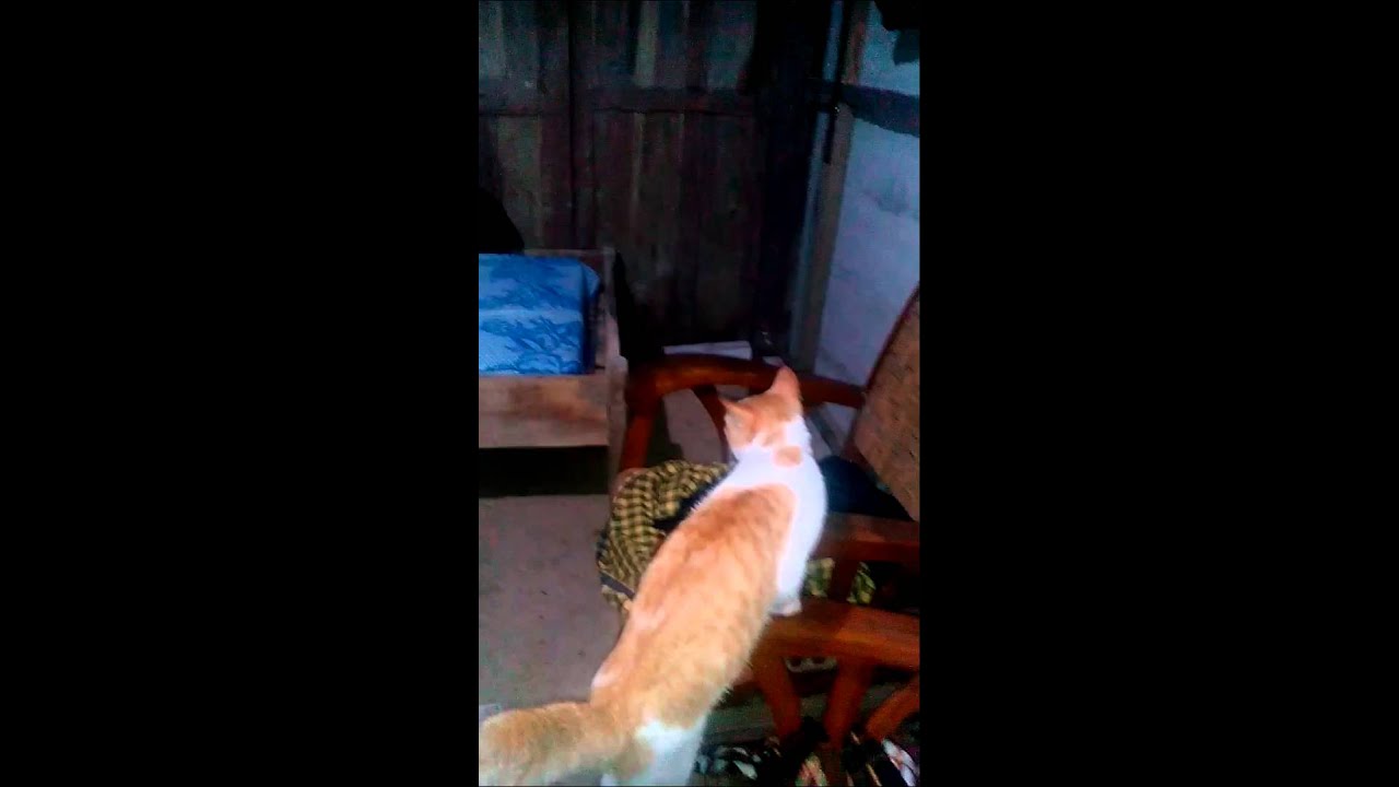 (Nyata)Reaksi Kucing melihat Mahluk Gaib